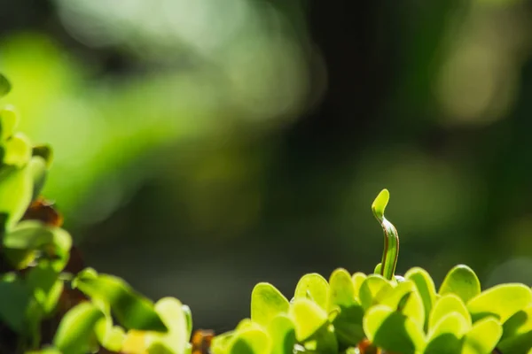 식물의 — 스톡 사진