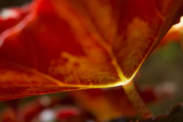 Das Blatt Der Natur Hintergrund Das Pflanzenblatt Der Natur — Stockfoto