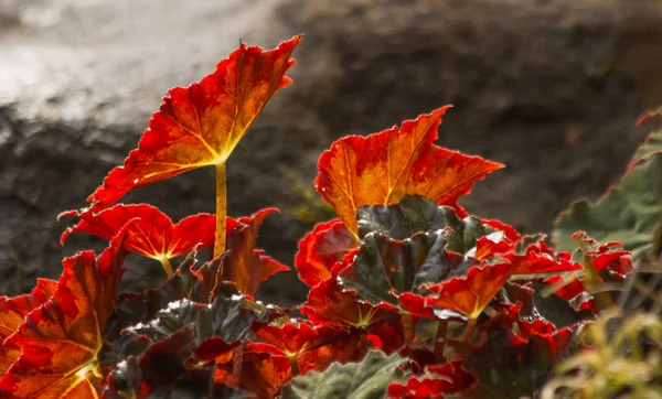 Das Blatt Der Natur Hintergrund Das Pflanzenblatt Der Natur — Stockfoto