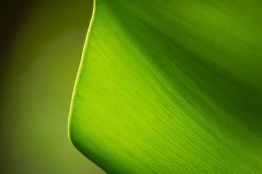 Doğadaki yaprak soyut arkaplan, doğa arkaplan ve bitki yaprağı