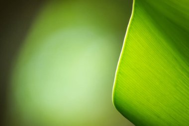 Doğadaki yaprak soyut arkaplan, doğa arkaplan ve bitki yaprağı