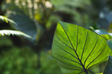 Doğadaki yaprak soyut arkaplan, doğa arkaplan ve bitki yaprağı