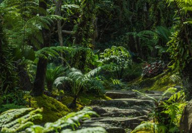 Doğadaki yaprak soyut arkaplan, doğa arkaplan ve bitki yaprağı