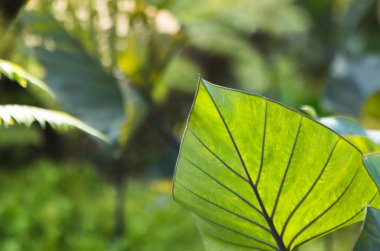 Doğadaki yaprak soyut arkaplan, doğa arkaplan ve bitki yaprağı