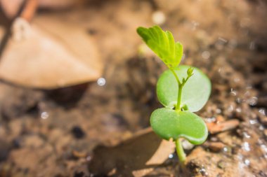 Doğadaki yaprak soyut arkaplan, doğa arkaplan ve bitki yaprağı