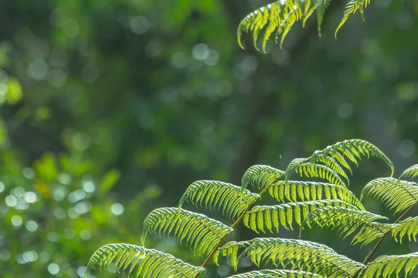 Лист Природе Абстрактный Фон Фон Природы Листья Растений — стоковое фото