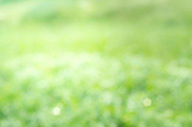 Buddha 'nın elinde kurumuş nilüfer çiçeği