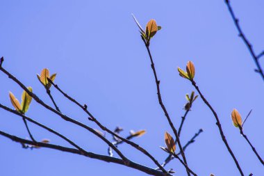 doğadaki yaprak soyut arkaplan