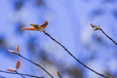 doğadaki yaprak soyut arkaplan