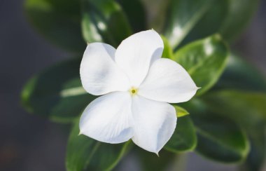 doğadaki yaprak soyut arkaplan