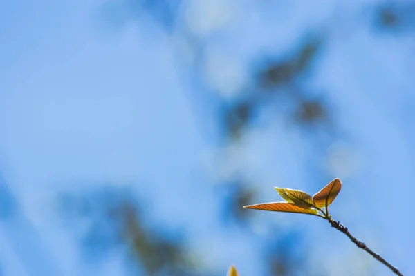 Das Blatt Der Natur Abstrakter Hintergrund — Stockfoto