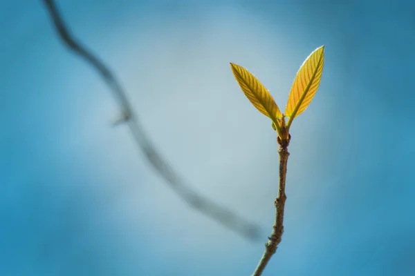 Frunza Natură Fundal Abstract — Fotografie, imagine de stoc