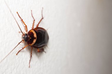 Makro, Hamam böceği, Hamam böceği yakın çekim