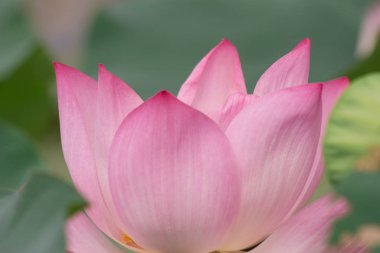 Doğadaki pembe nilüfer çiçeği, çiçek ve yaprak dokusu