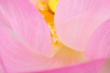 Doğadaki pembe nilüfer çiçeği, çiçek ve yaprak dokusu