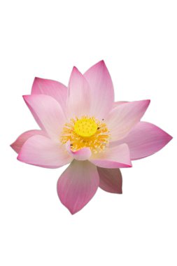 Doğadaki pembe nilüfer çiçeği, çiçek ve yaprak dokusu