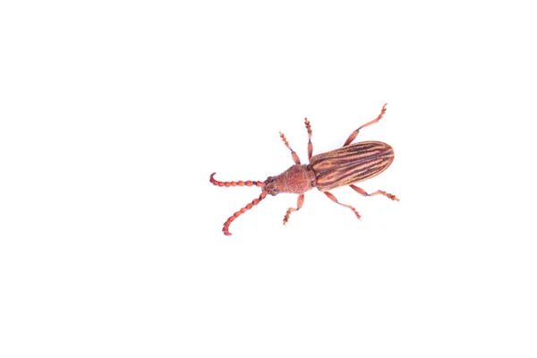 Brown Beetle Close Nature — Stock Photo, Image