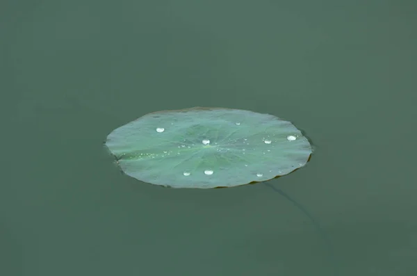 Lotusblatt Auf Der Wasseroberfläche Blatt Teich — Stockfoto