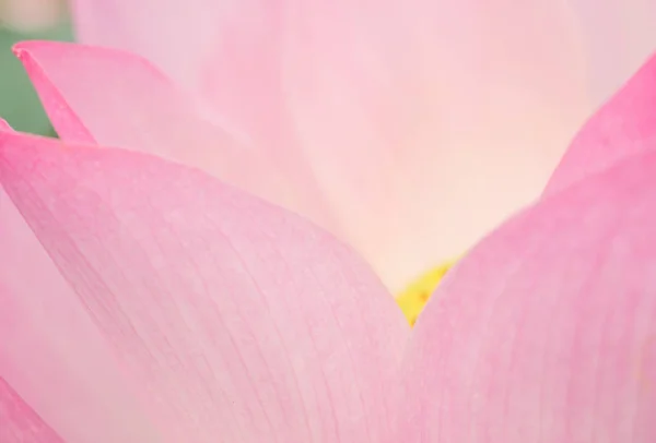 Die Rosa Lotusblume Der Natur Hintergrund Blume Und Blatt Textur — Stockfoto