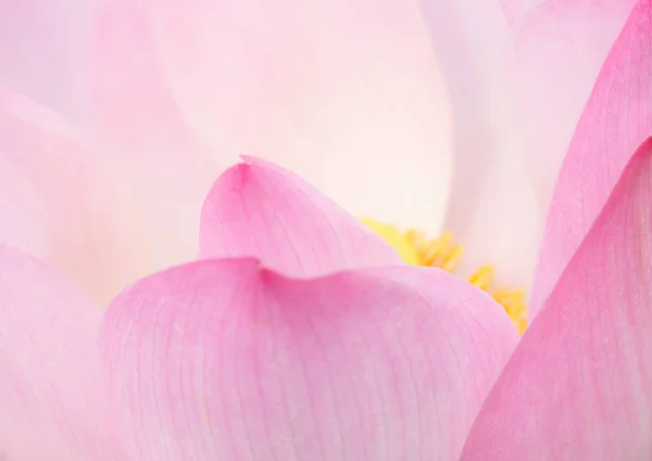 Den Rosa Lotus Blomma Naturen Bakgrund Blomma Och Blad Konsistens — Stockfoto