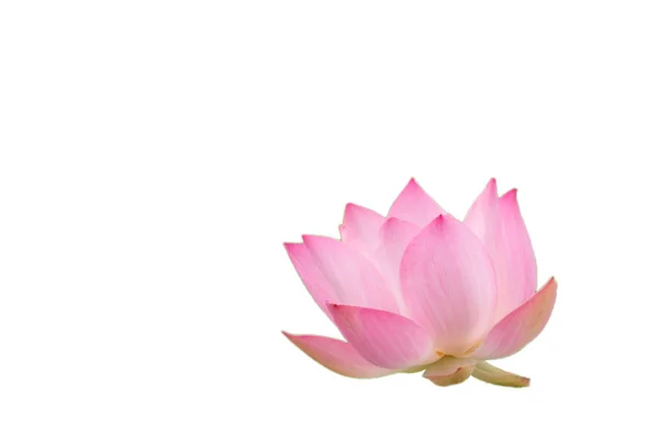 Розовый Цветок Лотоса Природе Фон Цветок Листья Текстуры — стоковое фото