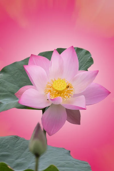 Pink Lotus Flower Nature Background Flower Leaf Texture — Stock Photo, Image