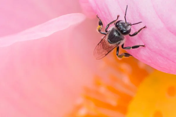 Roze Lotus Bloem Natuur Achtergrond Bloem Blad Textuur — Stockfoto