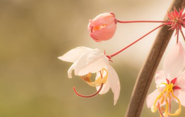 Doğadaki çiçek arka planda