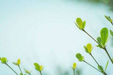 Yaprak kaplama doğa arkaplanı