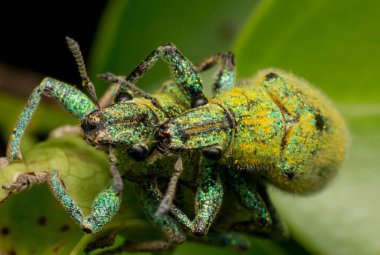 Doğadaki böcek, doğadaki böcek, vahşi hayvan