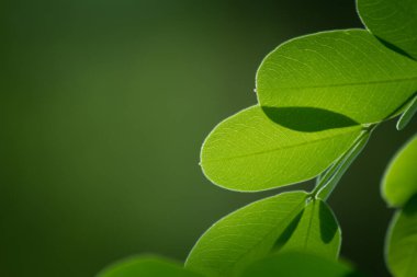 Yaprak kaplama doğa arkaplanı