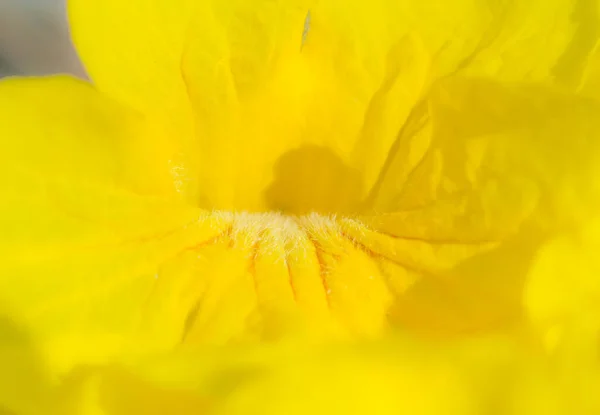 Цветок Природном Фоне — стоковое фото