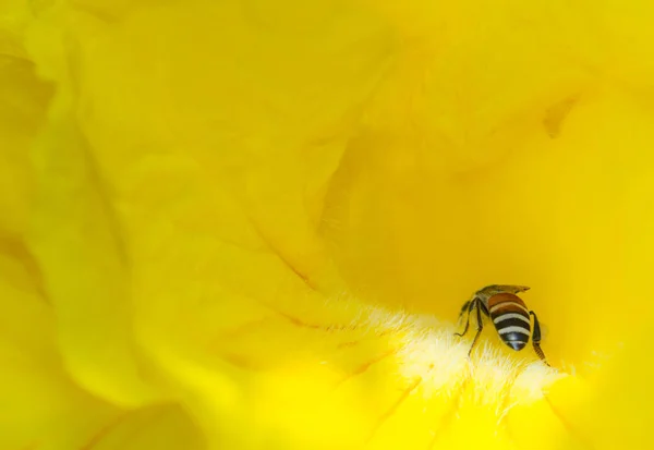 Bloem Natuur Achtergrond — Stockfoto