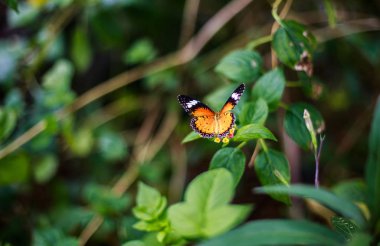 Güzel kelebekler baharın başlangıcı ile görünür