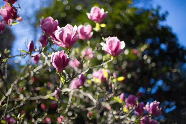 Flowering Magnolia Caucasus — Stock Photo, Image