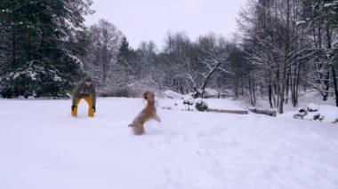 Adam ve köpeği, kızıl saçlı cocker spaniel