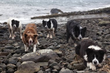 Sınır Collies. Soctland