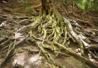 Babası kayın. Los bağlantı noktaları dağlar