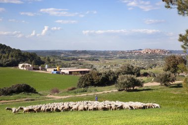 Çoban. Horta de Sant Joan