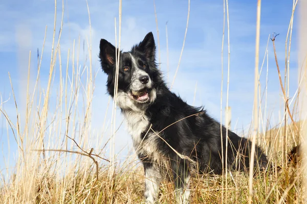 Collies en Escocia — Foto de Stock