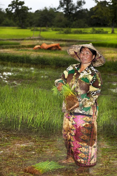 Cosechando arroz. Laos — Foto de Stock