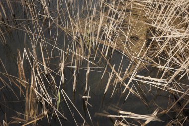 Aiguamolls emporda. Brava coast