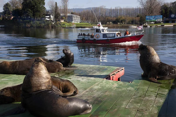 Turisté ve městě Valdivia. Chile — Stock fotografie