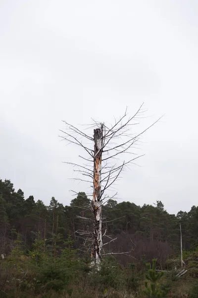 Uma árvore morta. Escócia — Fotografia de Stock