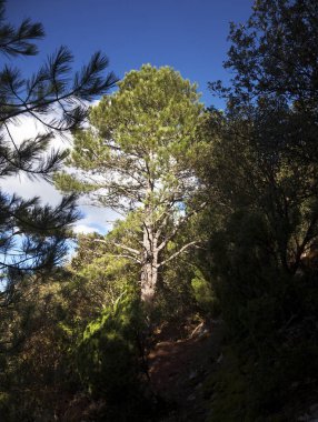 Los bağlantı noktaları dağlarda çam ağacı