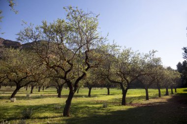 Badem Los Mounains bağlantı noktaları
