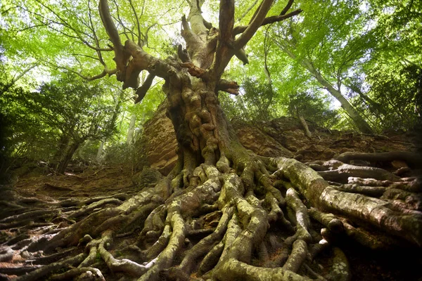 Babası kayın Los bağlantı noktaları dağlarda