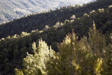Ormanın üzerine güneş ışığı