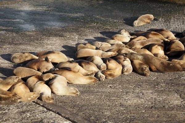 Bahía de Monterey — Foto de Stock