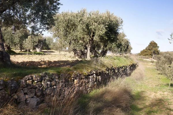 Torr sten i Teruel-provinsen — Stockfoto